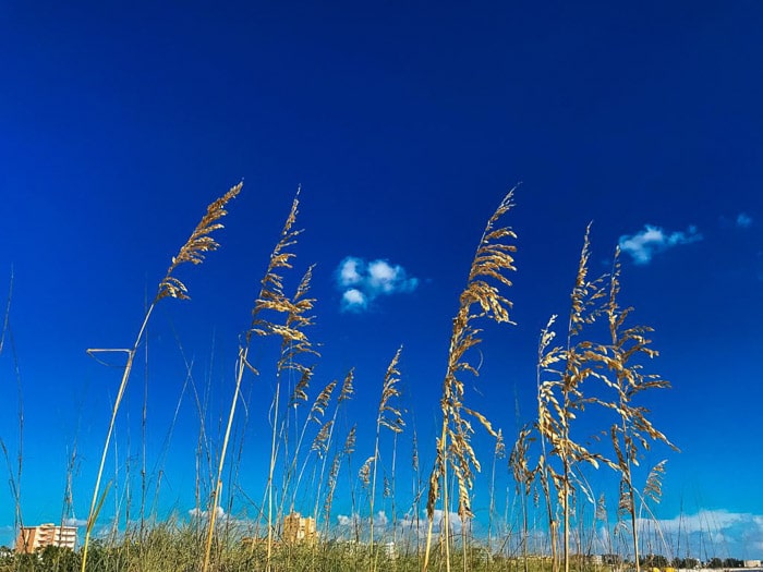 Un primer plano de la hierba y las plantas bajo un cielo azul claro tomado con la configuración de la cámara HDR en el iPhone