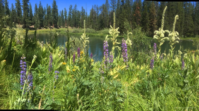Una fotografía de iPhone toma panorámica de flores púrpuras que crecen en la hierba alta