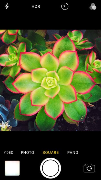 Captura de pantalla de tomar una foto de una pequeña planta verde con fotografía de iPhone