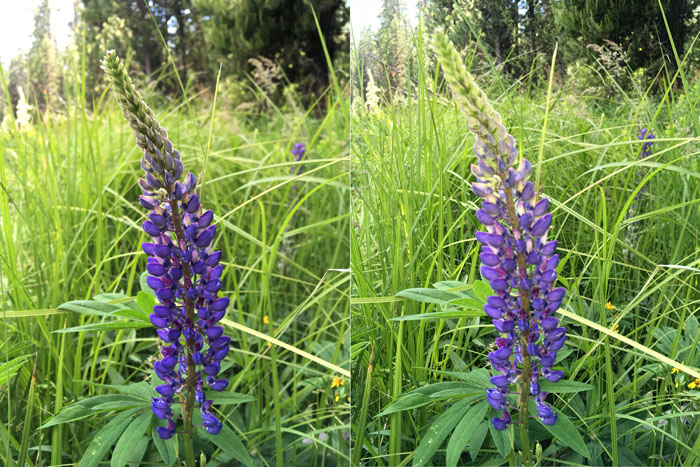 Un díptico de fotografía de iphone de la misma foto de flor, en la de la derecha se utilizó el flash