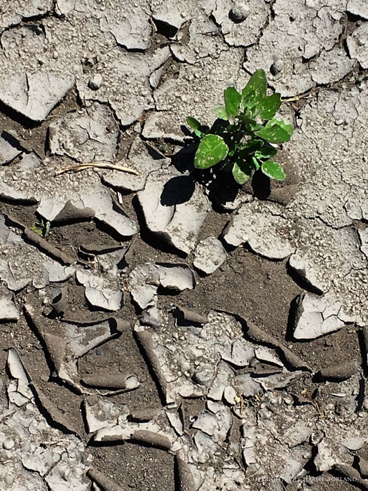 Una pequeña planta verde que crece en tierra seca tomada con la cámara del iPhone