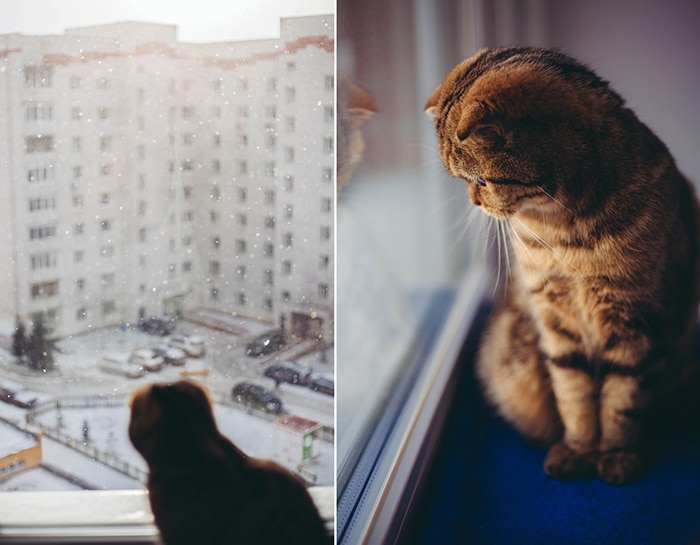 Díptico de un gato junto a una ventana
