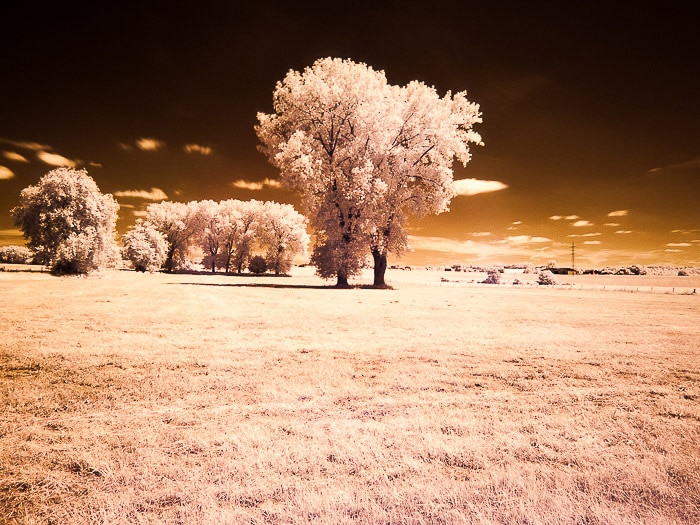 Árboles solitarios en el campo belga.  filmado en fotografía infrarroja