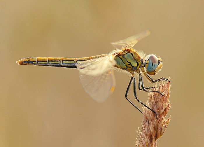 Dragonfly aterrizó en la punta del tallo de trigo, vista lateral.  Ejemplo de fotografía macro.
