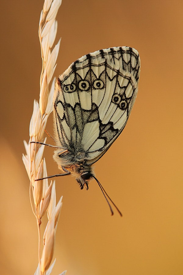 Mariposa verde sentada verticalmente sobre tallo de trigo.  Ejemplo de fotografía macro.