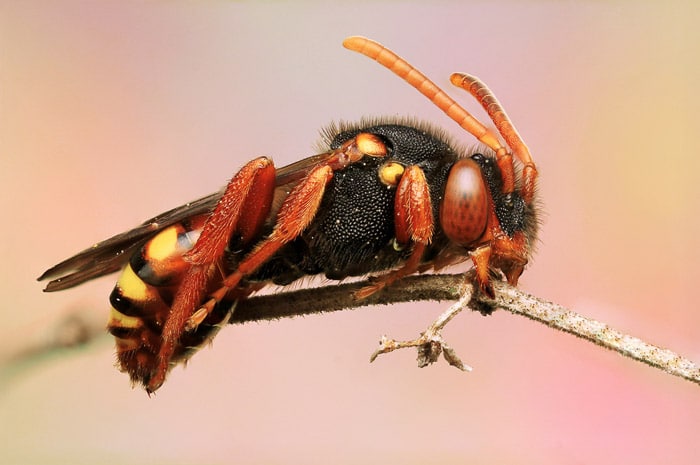 Red Wasp o Hornet encaramado en la planta.  Ejemplo de fotografía macro.  De cerca.