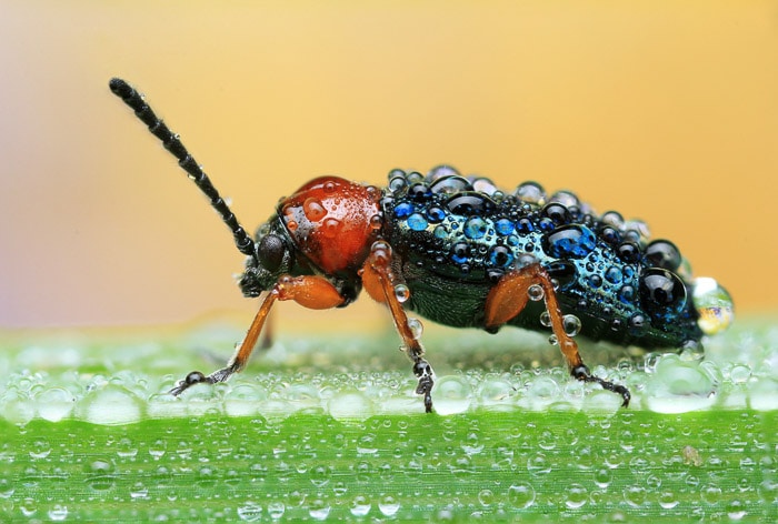 Vista lateral de un escarabajo rojo sobre una hoja mojada.  Ejemplo de fotografía macro.