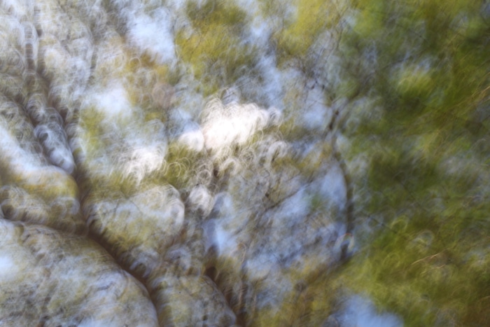 las ramas y hojas de un gran árbol borrosas por el movimiento intencional de la cámara