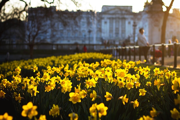 Foto de un parque lleno de flores amarillas.