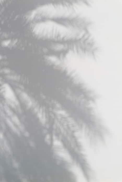 Foto borrosa de las sombras de una palmera.