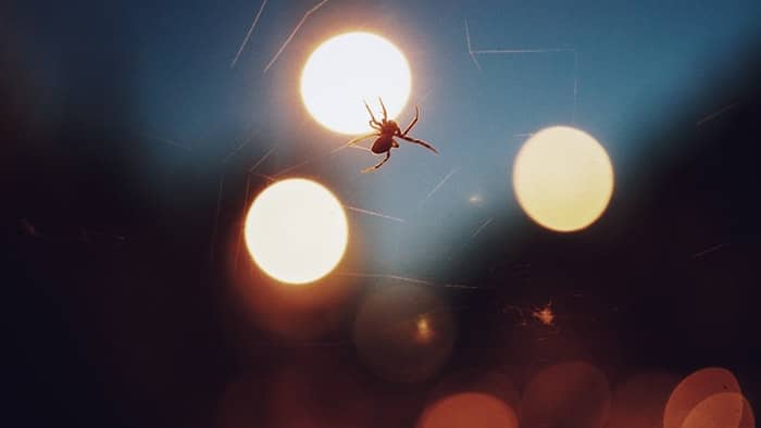 una araña haciendo una telaraña por la noche