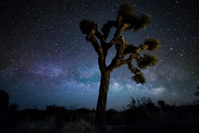 Un árbol en el primer plano de un cielo estrellado.