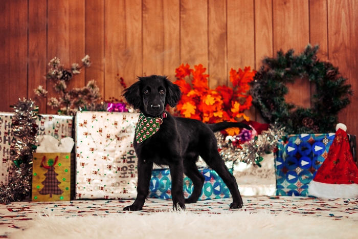 Foto de un perro frente a los regalos de Navidad