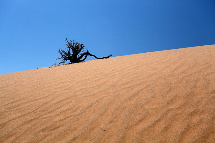 Una fotografía de paisaje minimalista con un árbol solitario en un desierto bajo un cielo azul claro