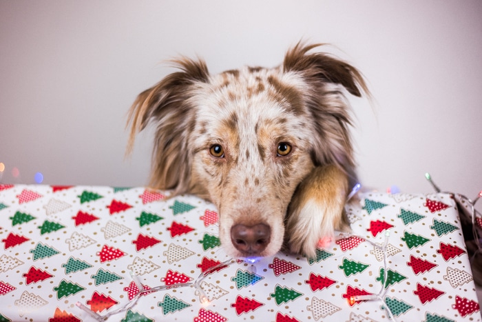 Un lindo retrato navideño interior de un perro y un regalo de navidad.