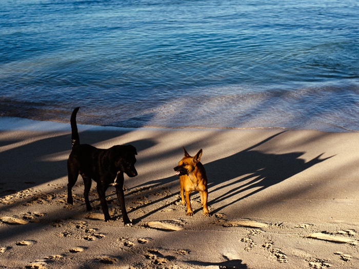 Dos perros jugando en una playa 