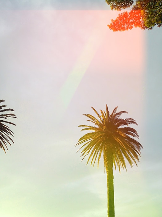 Foto de una palmera con fugas de luz.