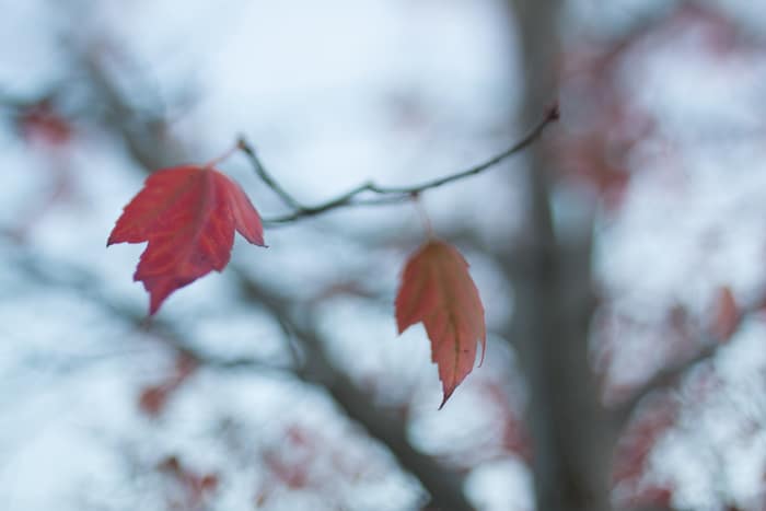 Hojas de otoño en una rama con fondo borroso