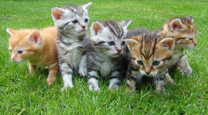 Cinco lindos gatitos en una línea sobre la hierba