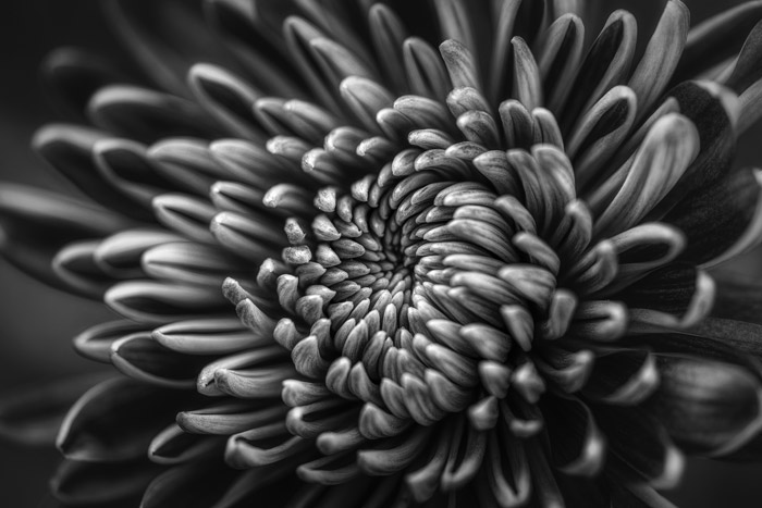 Un primer plano en blanco y negro de una flor - temas de fotografía