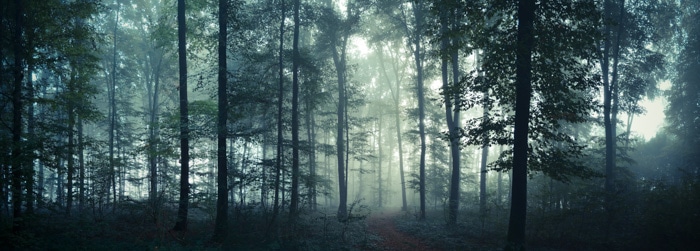 Imagen panorámica atmosférica de un bosque 