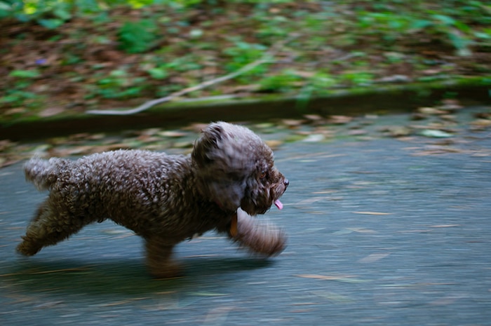 Foto borrosa de movimiento de un cachorro corriendo