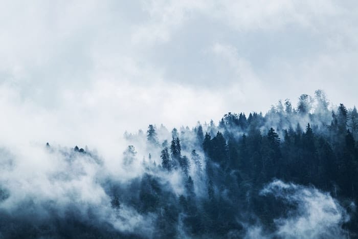 Niebla sobre un bosque