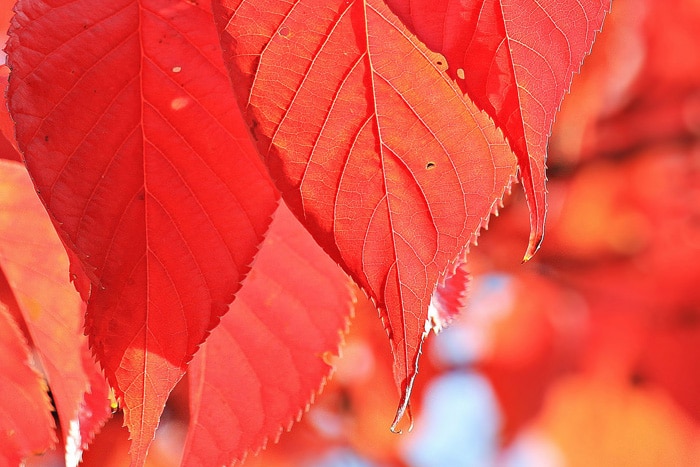 Una foto de las hojas de otoño con colores monocromáticos rojos