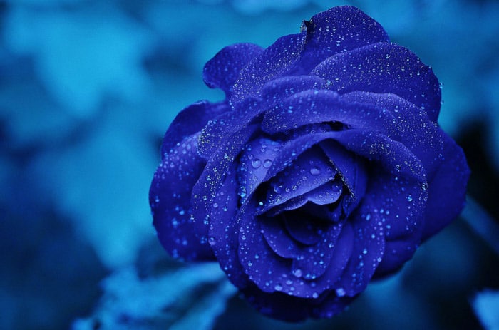 Una foto de cerca de rosa azul con fondo azul - foto en color monótono