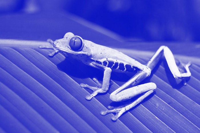 Foto monocromática de tono azul de una rana en una hoja
