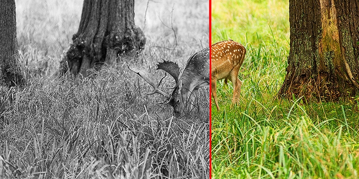 Escena de antes y después de bajo contraste de un ciervo en la hierba
