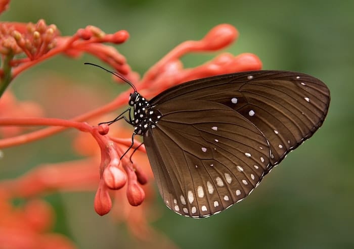 Fotografía macro de una mariposa marrón descansando sobre una flor