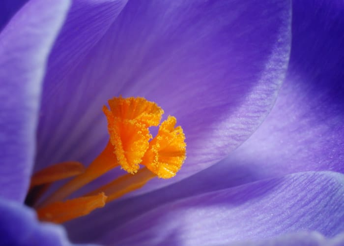 Fotografía macro del centro de una flor violeta