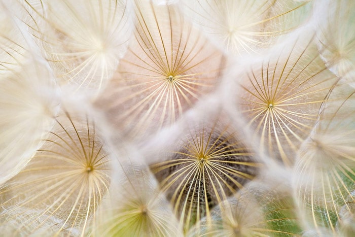 Fotografía abstracta de semillas de diente de león