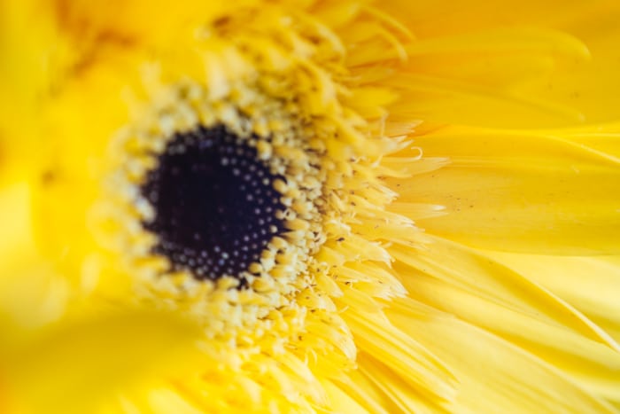 Una foto macro de una flor amarilla: consejos de iluminación para fotografía macro
