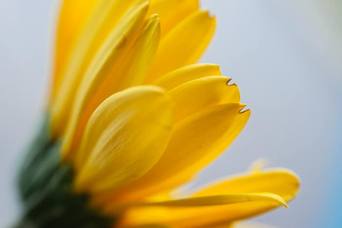 Una foto macro de una flor amarilla: consejos de iluminación para fotografía macro