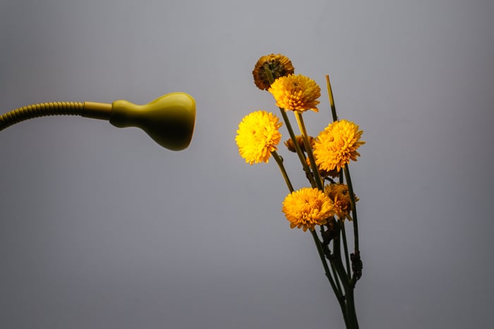 Configuración de iluminación de fotografía macro para tomar un ramo de flores amarillas