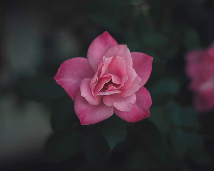 un primer plano de una flor rosa