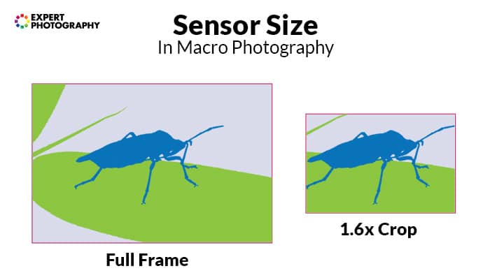 un diagrama que muestra el tamaño del sensor en fotografía macro