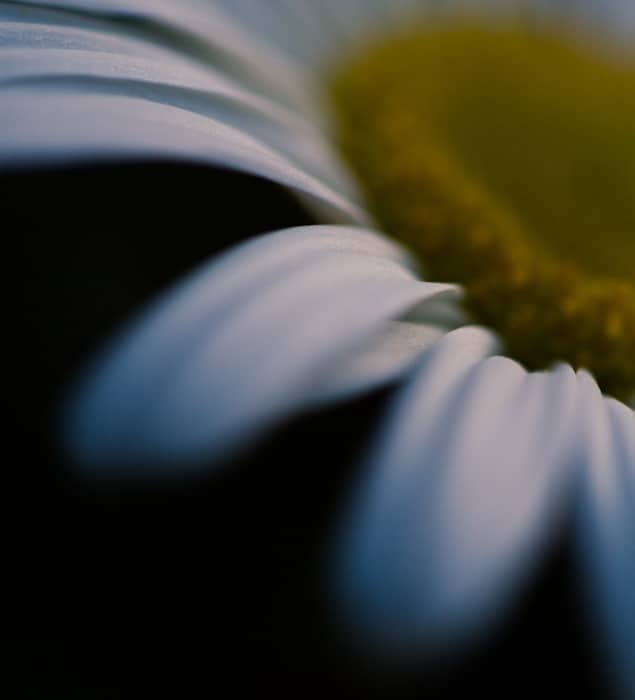 Una macro foto de una flor blanca centrada en amarillo con fondo negro borroso