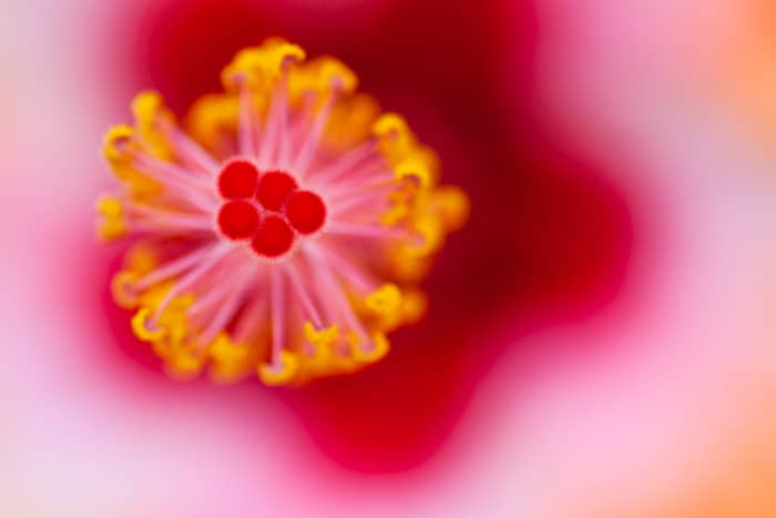 Una foto macro del centro de una flor rosa y amarilla.