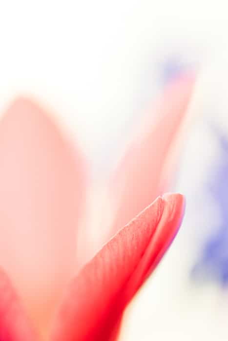Macro foto borrosa de una flor roja con fondo borroso