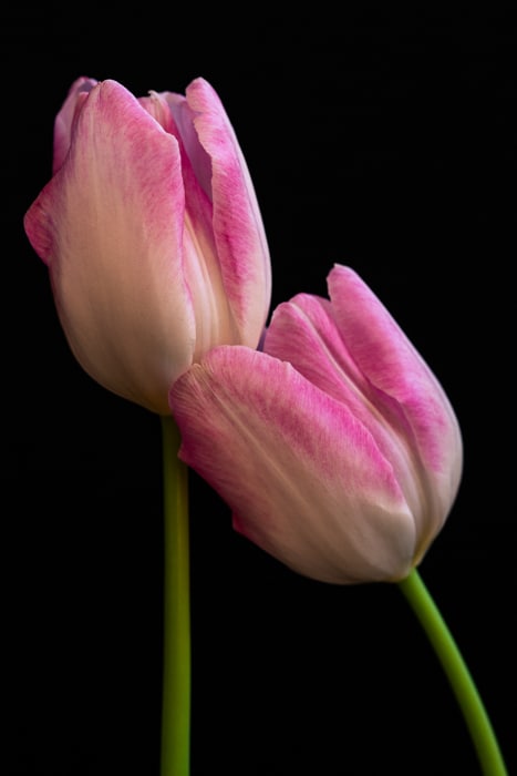 Primer plano de dos tulipanes con fondo negro