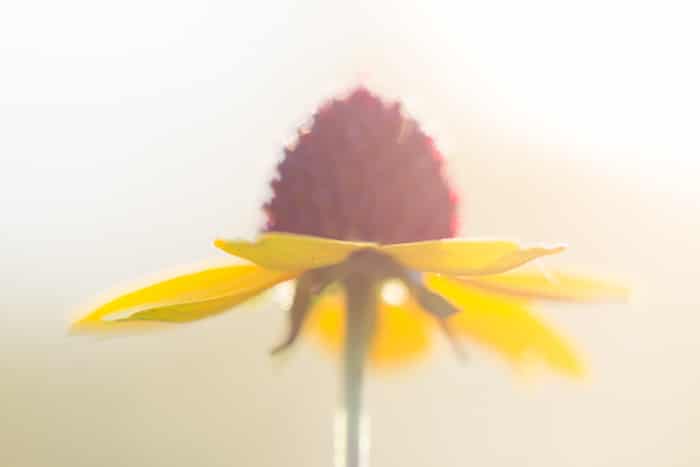 Una macro foto de una flor amarilla y roja con fondo blanco borroso