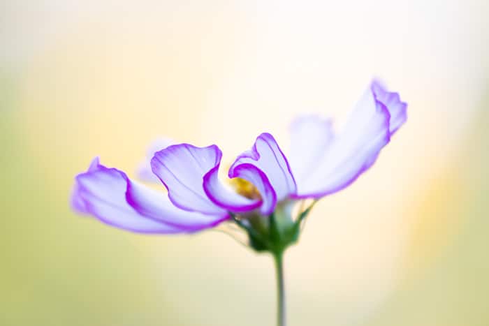 Macro foto borrosa de una flor con fondo borroso