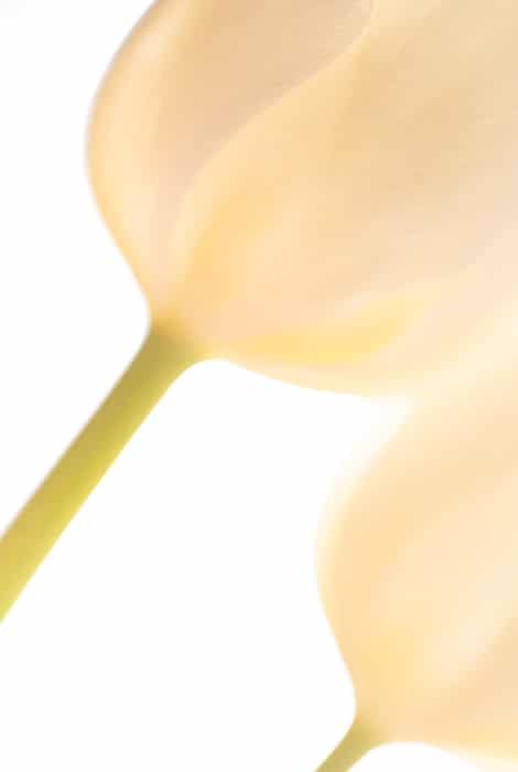 Macro foto borrosa de una flor con fondo blanco.
