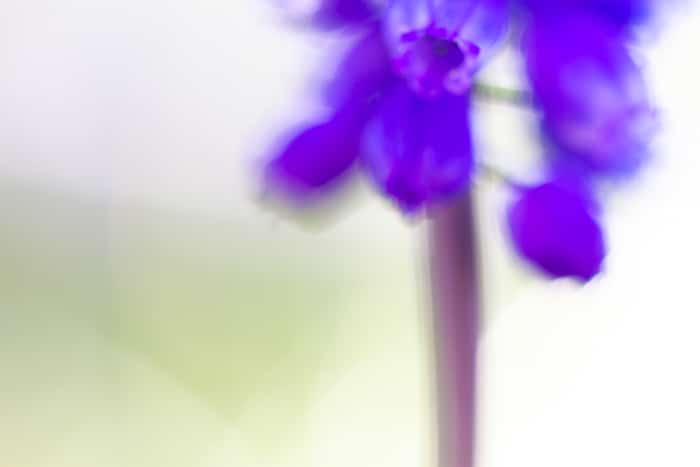 Fotografía macro borrosa de una flor morada - ejemplos de fotografía macro