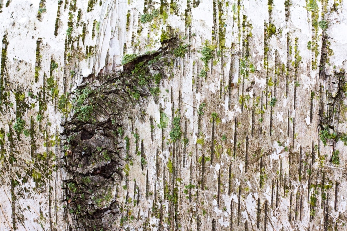 Toma macro de la corteza de un árbol - ejemplos de fotografía macro