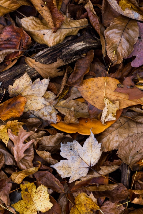 hojas de otoño en el suelo - ejemplos de fotografía macro