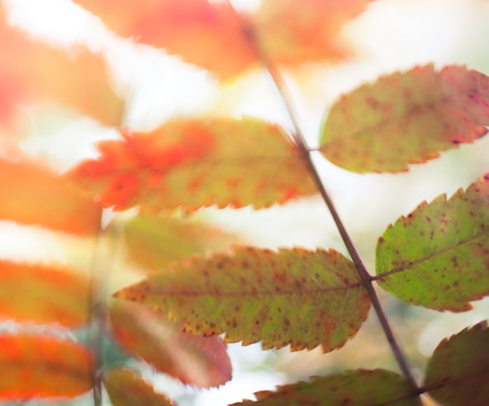 Foto macro de hojas de otoño - ejemplos de fotografía macro